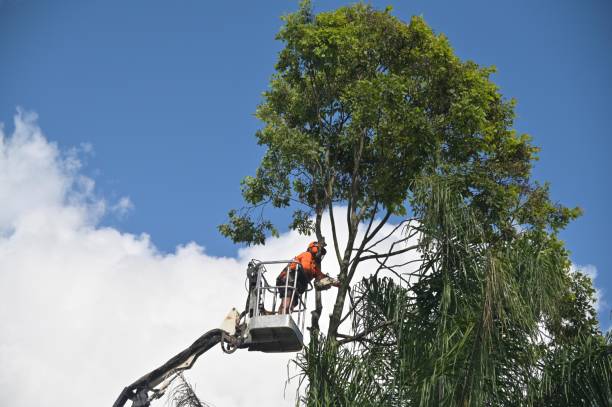 Best Tree Removal  in USA